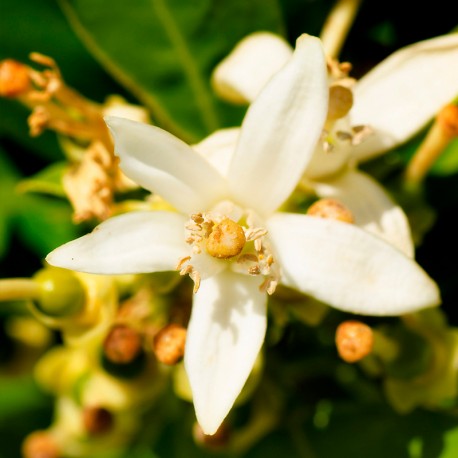 Yodeyma - Iris - 100ML Eau de Parfum